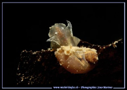 A little Freshwater Snail... :O) ... by Michel Lonfat 